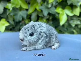 Guinea Pig rodents Gorgeous baby guinea pigs - Advert 18