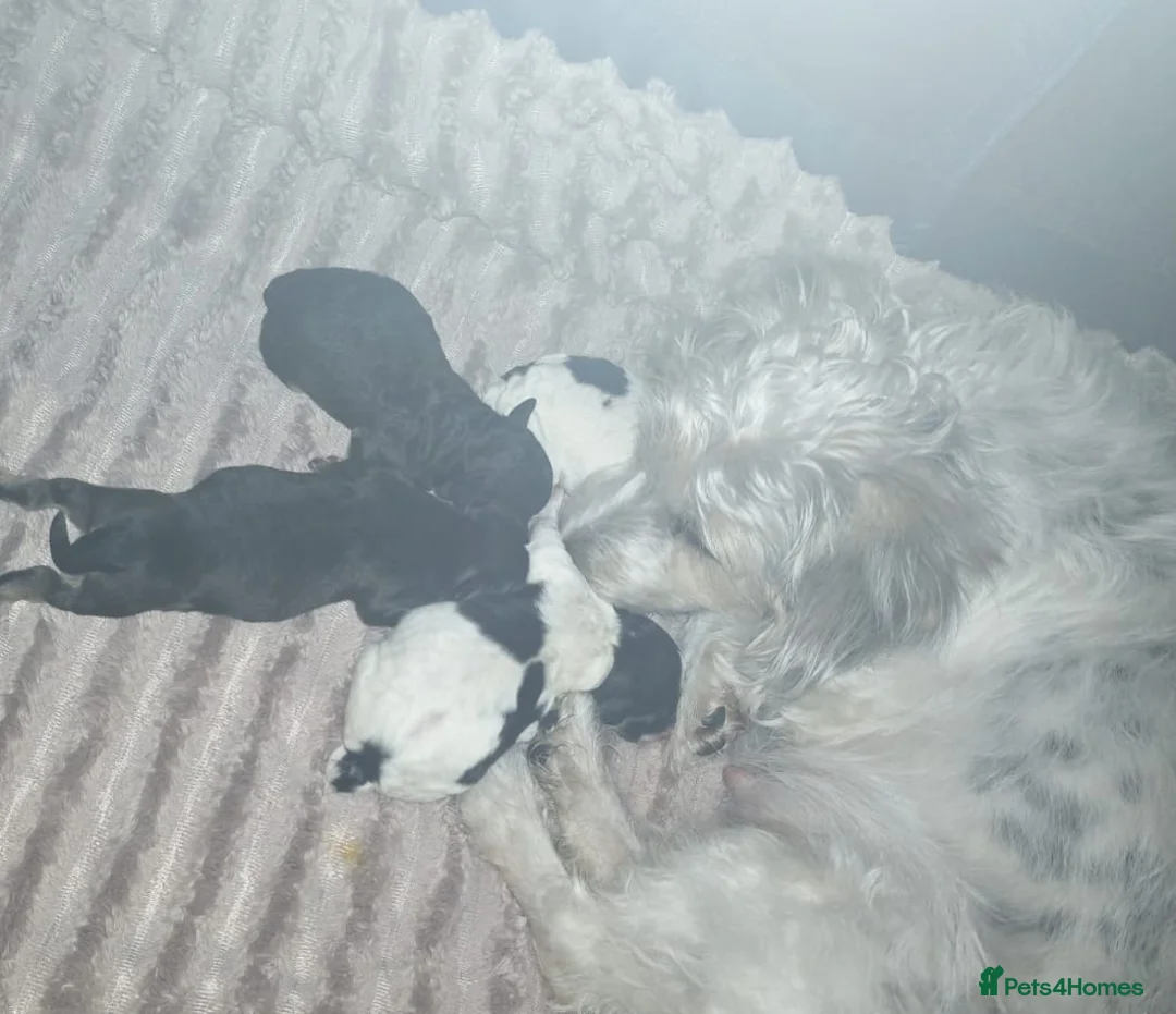 Jackapoo dogs for sale: 4 adorable jackapoo puppies  - Advert 6