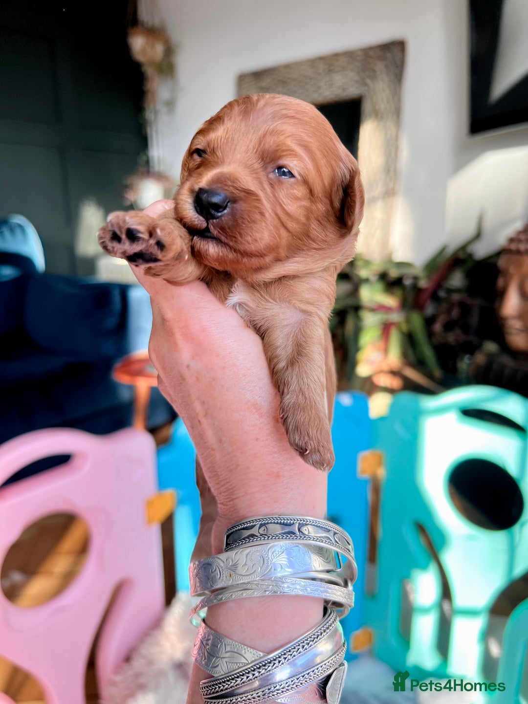 Cavapoochon dogs for sale: 5 ⭐️ LICENSED BREEDER HEALTH TESTED CAVAPOOCHONS - Advert 28