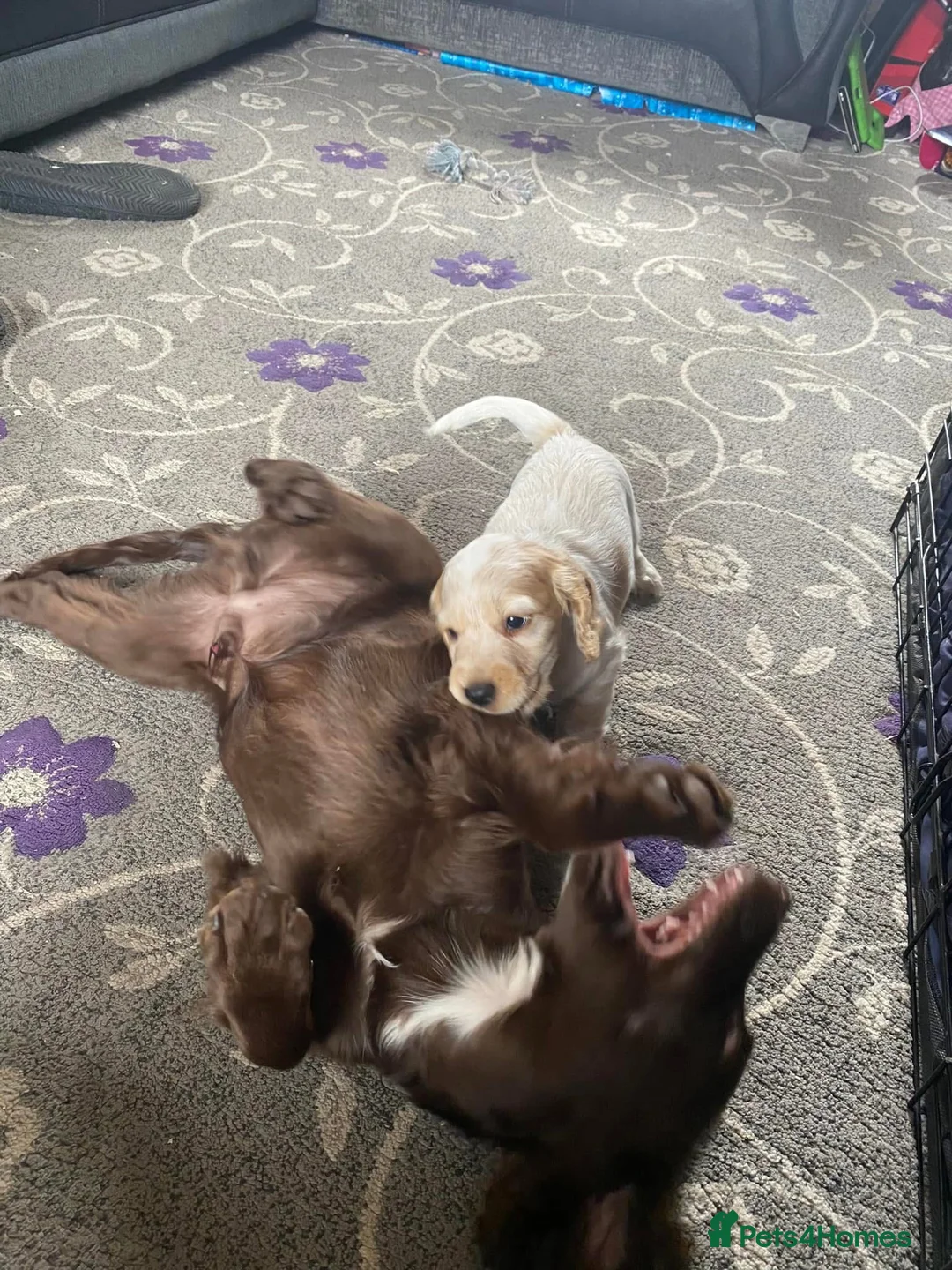Cocker Spaniel dogs for sale: 4 year old cocker spaniels  - Advert 3