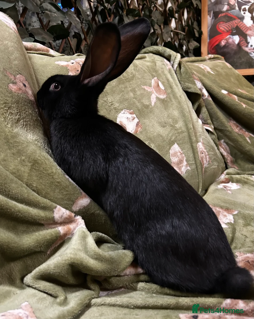 Continental Giant rabbits for sale: Gorgeous Giant Papillon Babies  - Advert 7