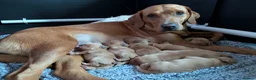 Labrador Retriever dogs for sale: Two gorgeous KC Fox Red Labrador boys left - Advert 10