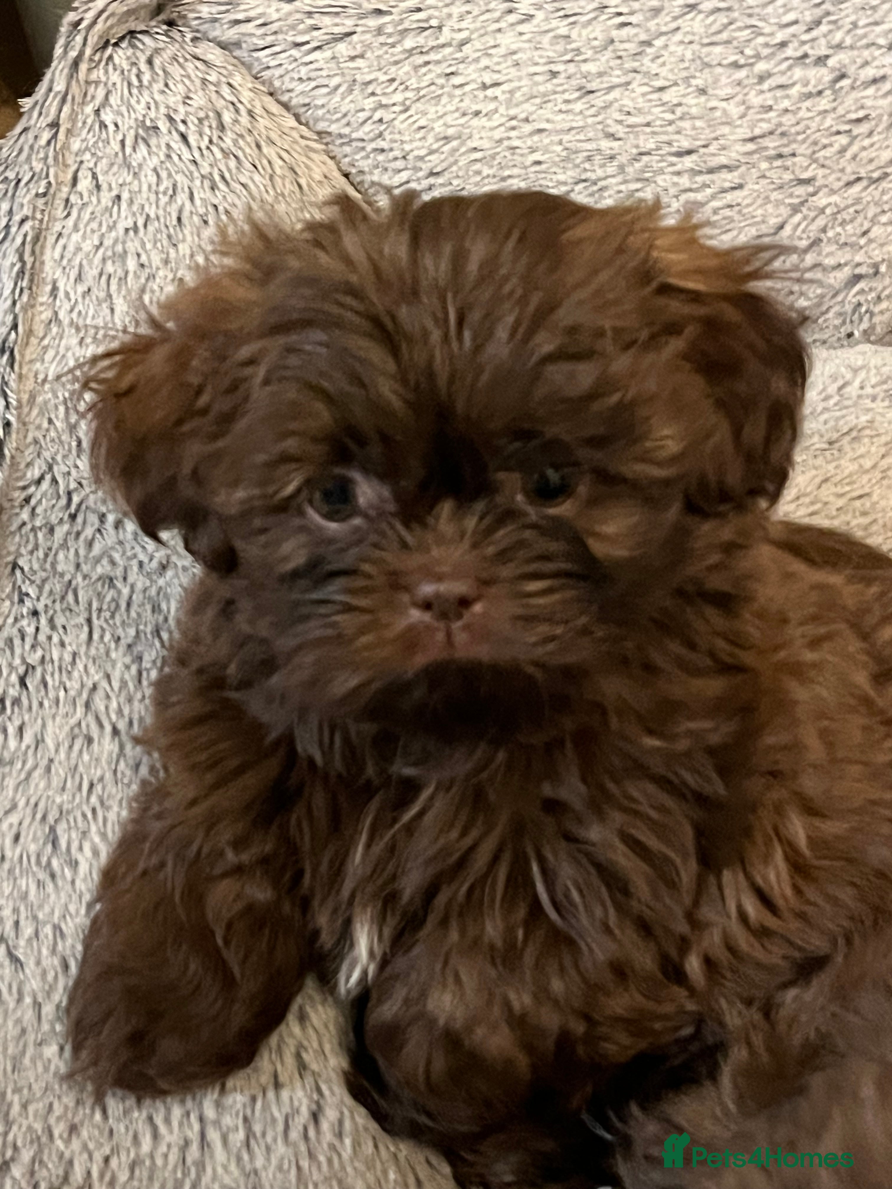 Shih Tzu dogs Stunning lavender Shih Tzu boy ready to go  - Advert 17