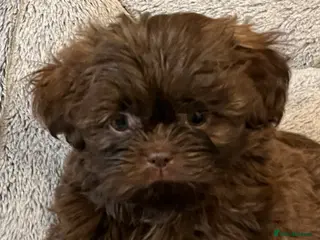 Shih Tzu dogs Stunning lavender Shih Tzu boy ready to go - Advert 17