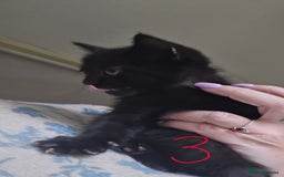 Mixed Breed cats for sale: 3 all black kittens  - Image 2