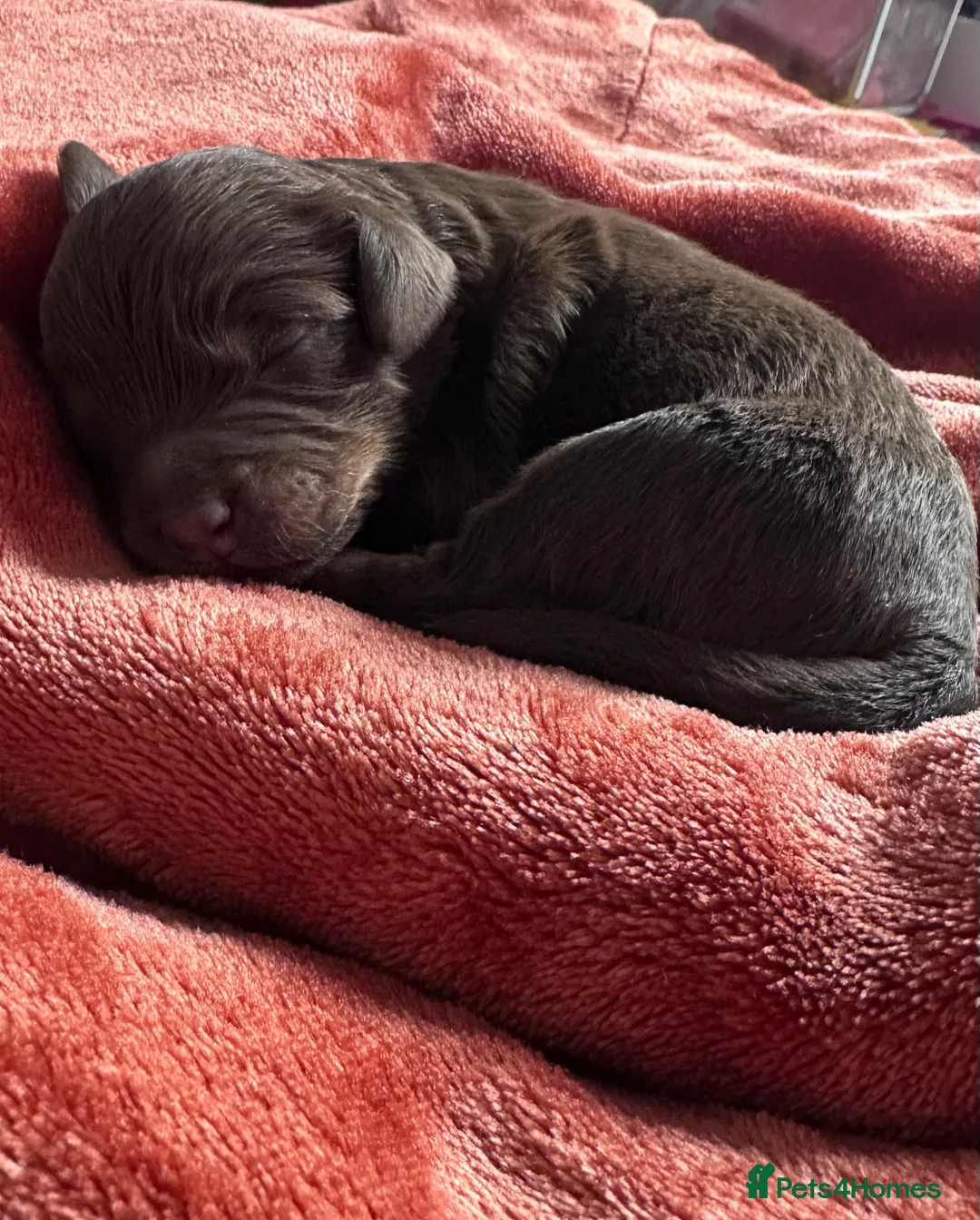 Cockapoo dogs for sale: 5 Cockapoo Males   - Advert 7