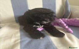 Cockapoo dogs for sale: F2 CockerPoos  - Image 5