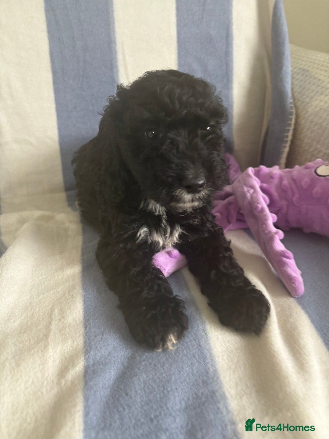 Cockapoo dogs for sale: F2 CockerPoos  - Image 5