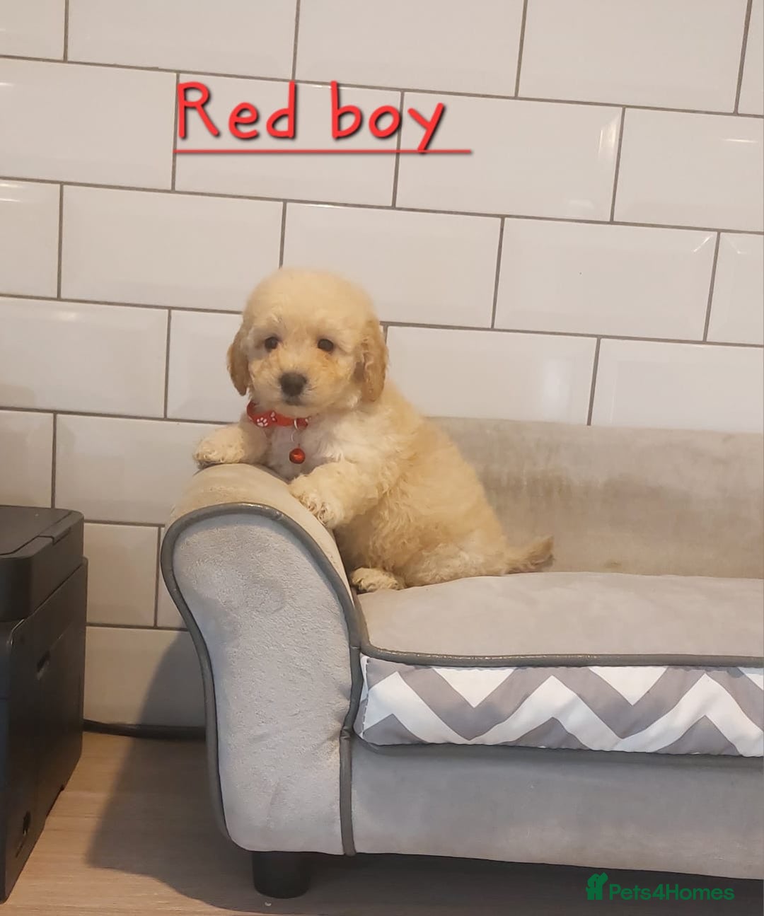 Poochon dogs for sale: Poochon puppies 🥰 - Image 20