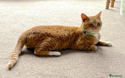 Mixed Breed cats for sale: Ginger & White Young Male Cat looking forever home - Advert 11
