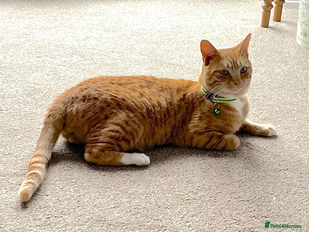 Mixed Breed cats for sale: Ginger & White Young Male Cat looking forever home - Advert 11