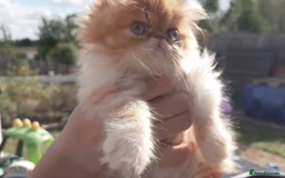 Persian cats for sale: Persian kittens KC Registered with pedigree - Image 16