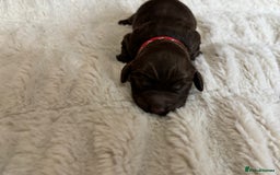 Cockapoo dogs for sale: 🍫🐶 F1b Chocolate Cockapoo Puppies🐶🍫  - Image 19