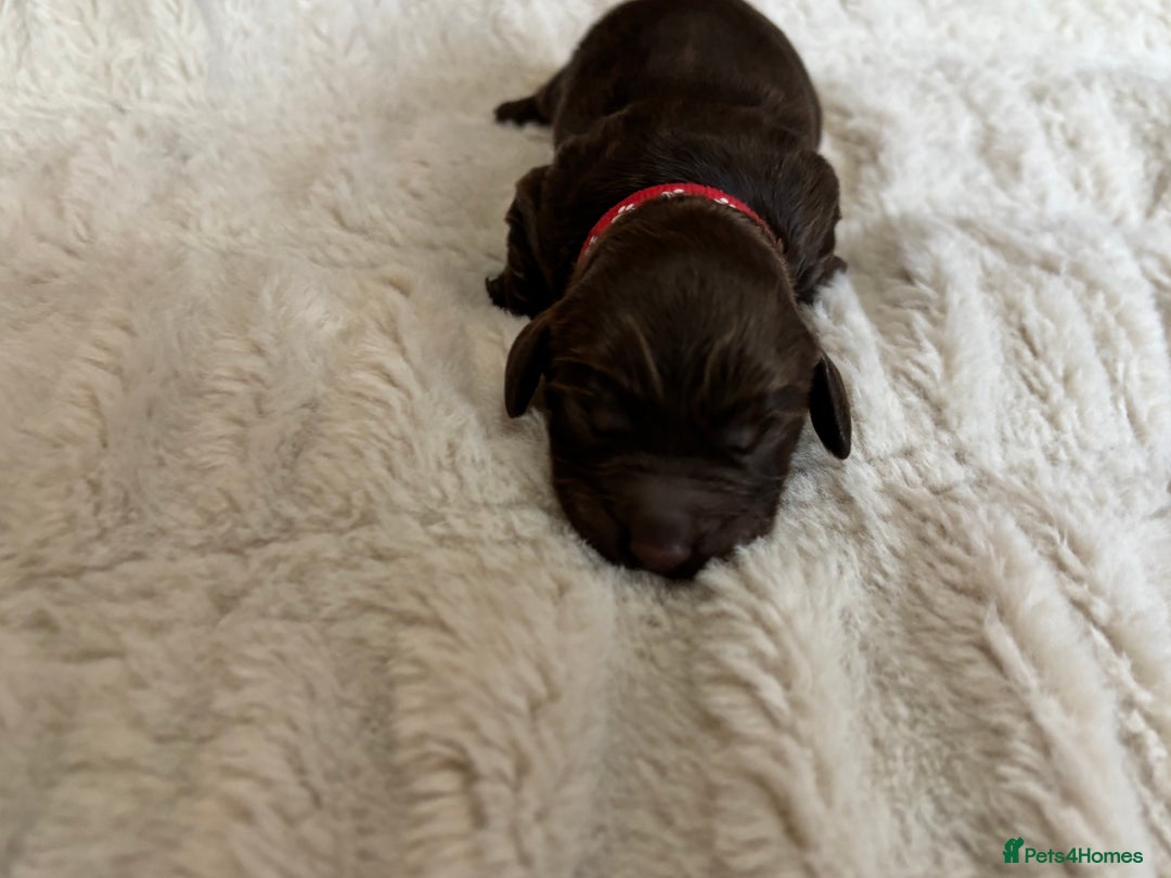 Cockapoo dogs for sale: 🍫🐶 F1b Chocolate Cockapoo Puppies🐶🍫  - Image 19