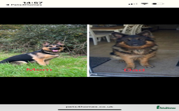 German Shepherd dogs for sale: KC/PEDIGREE GERMAN SHEPHERDS - Image 9