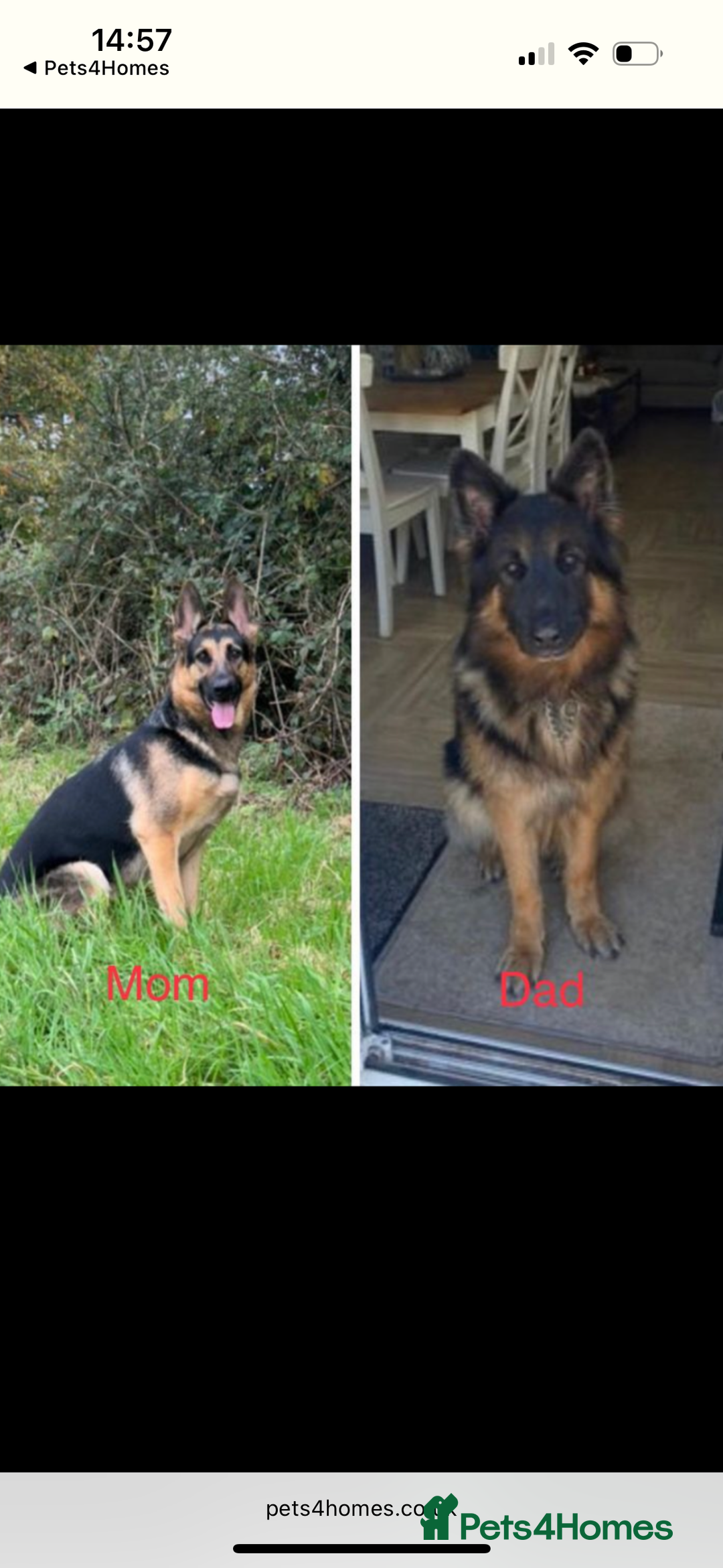 German Shepherd dogs for sale: KC/PEDIGREE GERMAN SHEPHERDS - Image 9