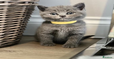 British Shorthair cats - Advert 5