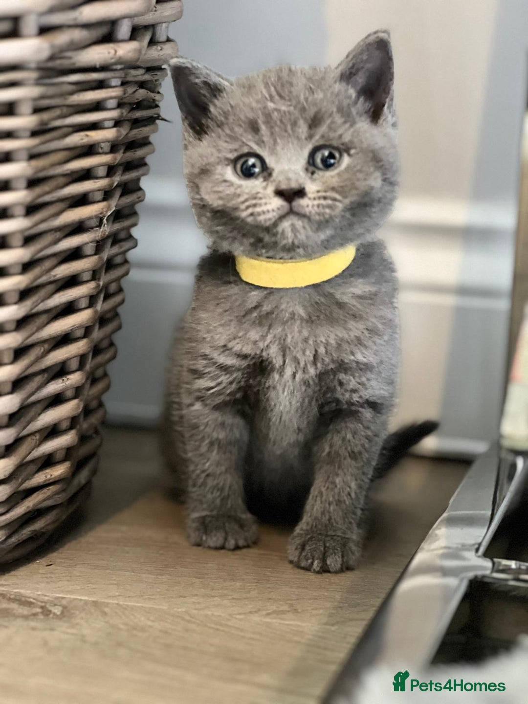 British Shorthair cats for sale: 🏆Grand Champion Sired GCCF BritishShorthair 1left - Image 22