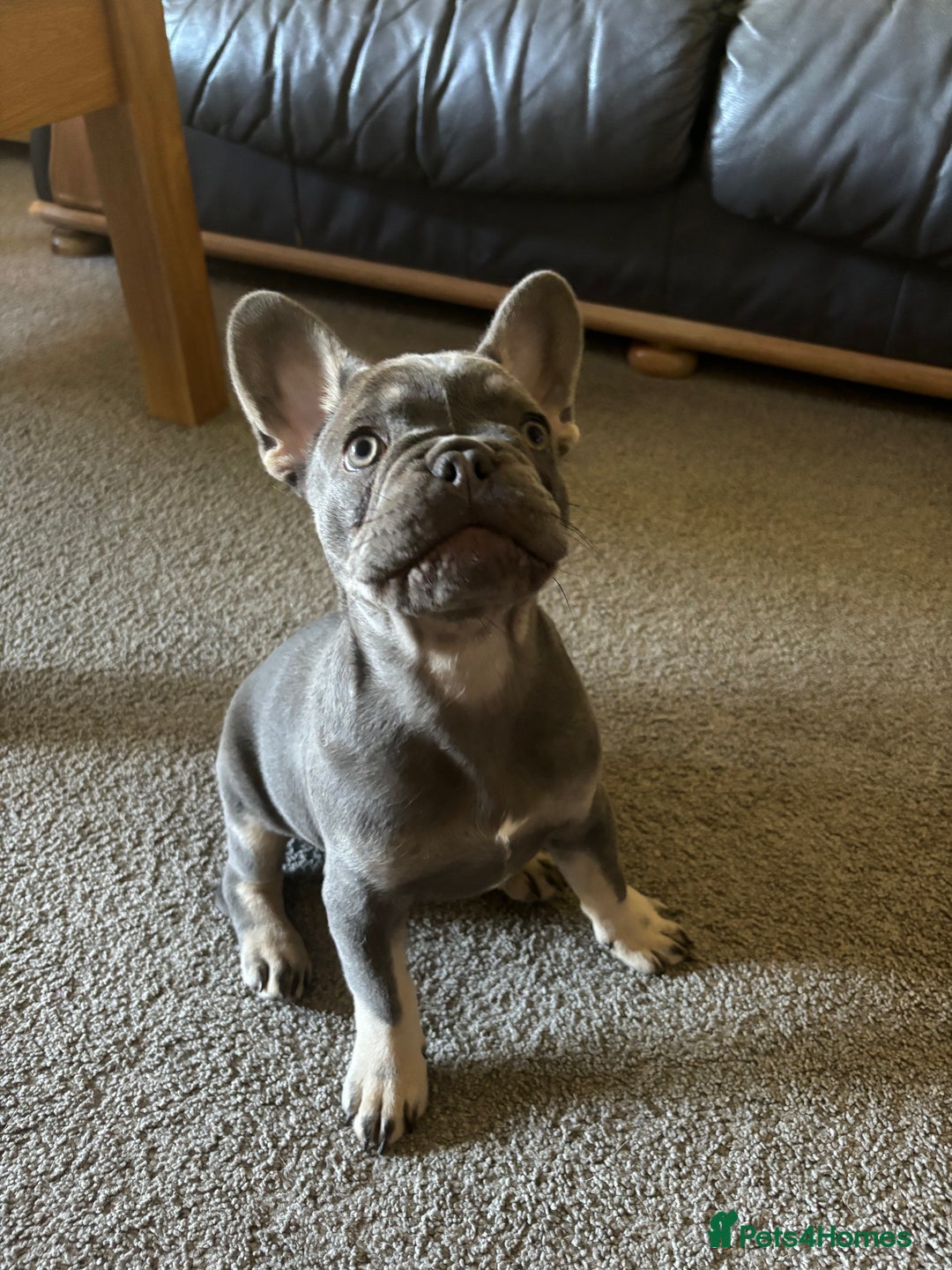 French Bulldog dogs for sale: 1 year old French bulldog - Image 8