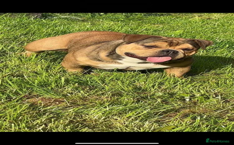 American Bully dogs - Advert 1