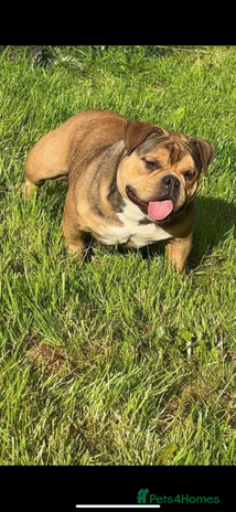 American Bully dogs - Advert 1