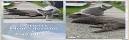 British Shorthair cats for sale: Beautiful British shorthair kittens to reserve  - Advert 4