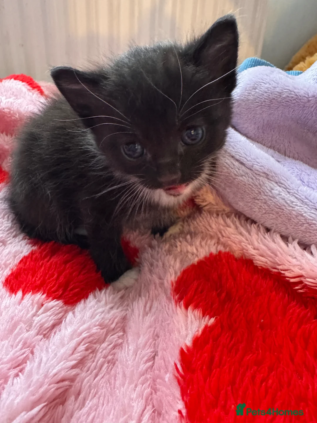 Mixed Breed cats for sale: Norwegian X kittens 4 males 1 ginger reserved  - Advert 11