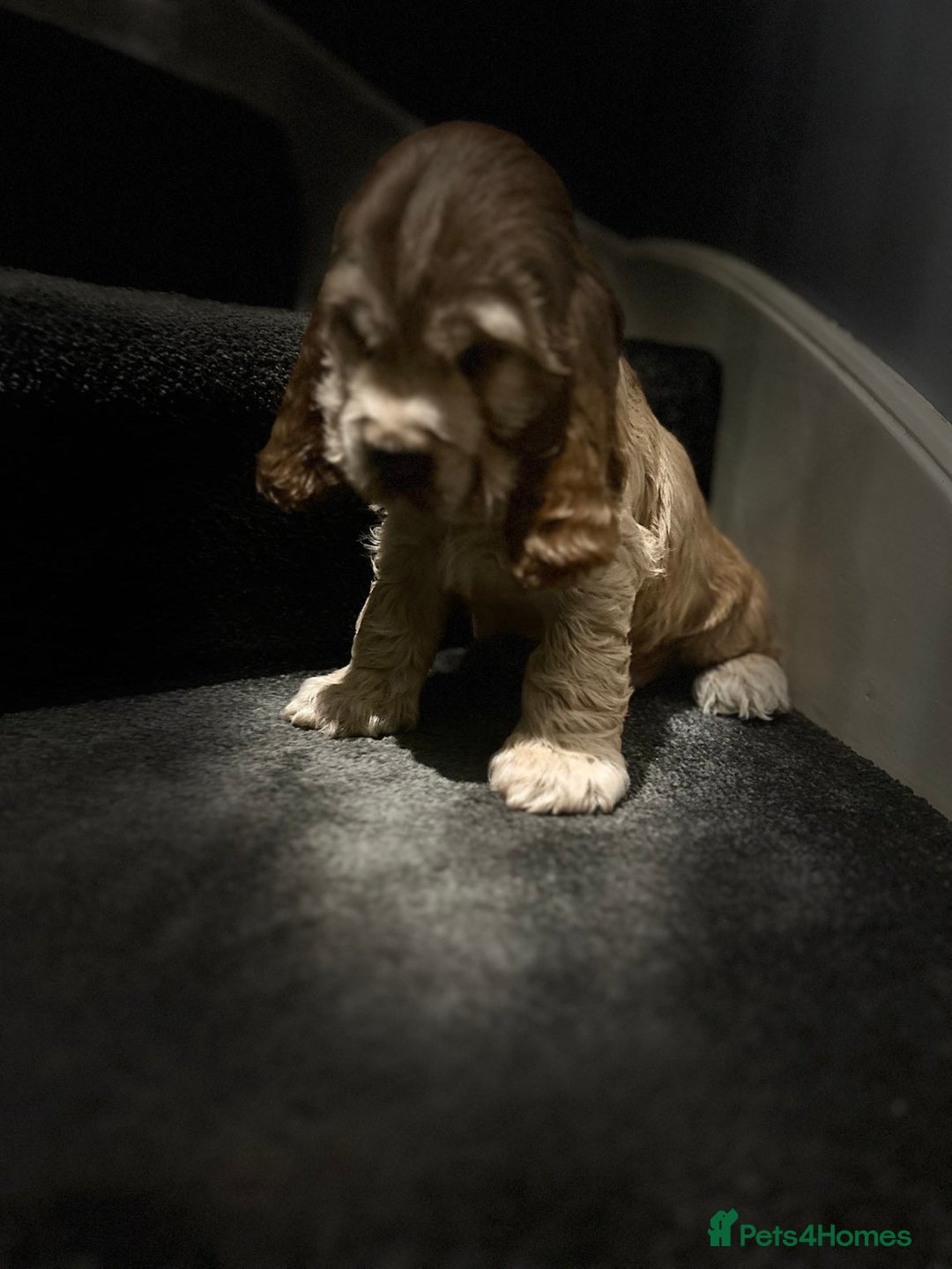 Cocker Spaniel dogs for sale: 💚2 boys available 💚show cocker spaniel puppies  - Advert 31