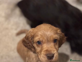 Cocker Spaniel dogs READY THIS WEEK Show Cocker SpanielS 🐾 - Advert 6