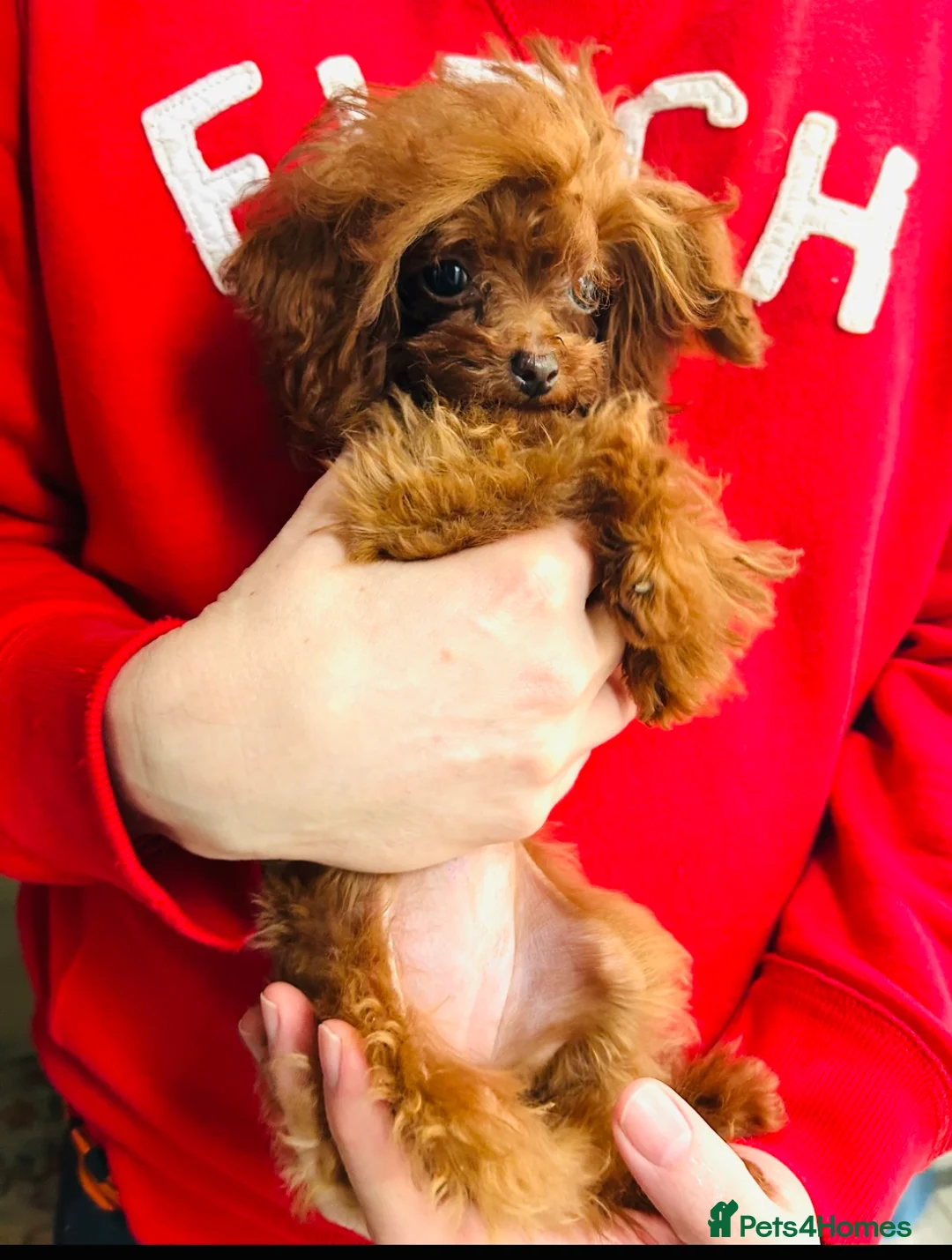 Toy Poodle dogs for sale: Rare Asian Micro Toy Poodle (Under 1kg) - Advert 2