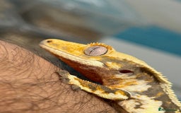 Gecko reptiles for sale: 🔥🔥 Stunning Male Lilywhite 🔥🔥 - Image 2