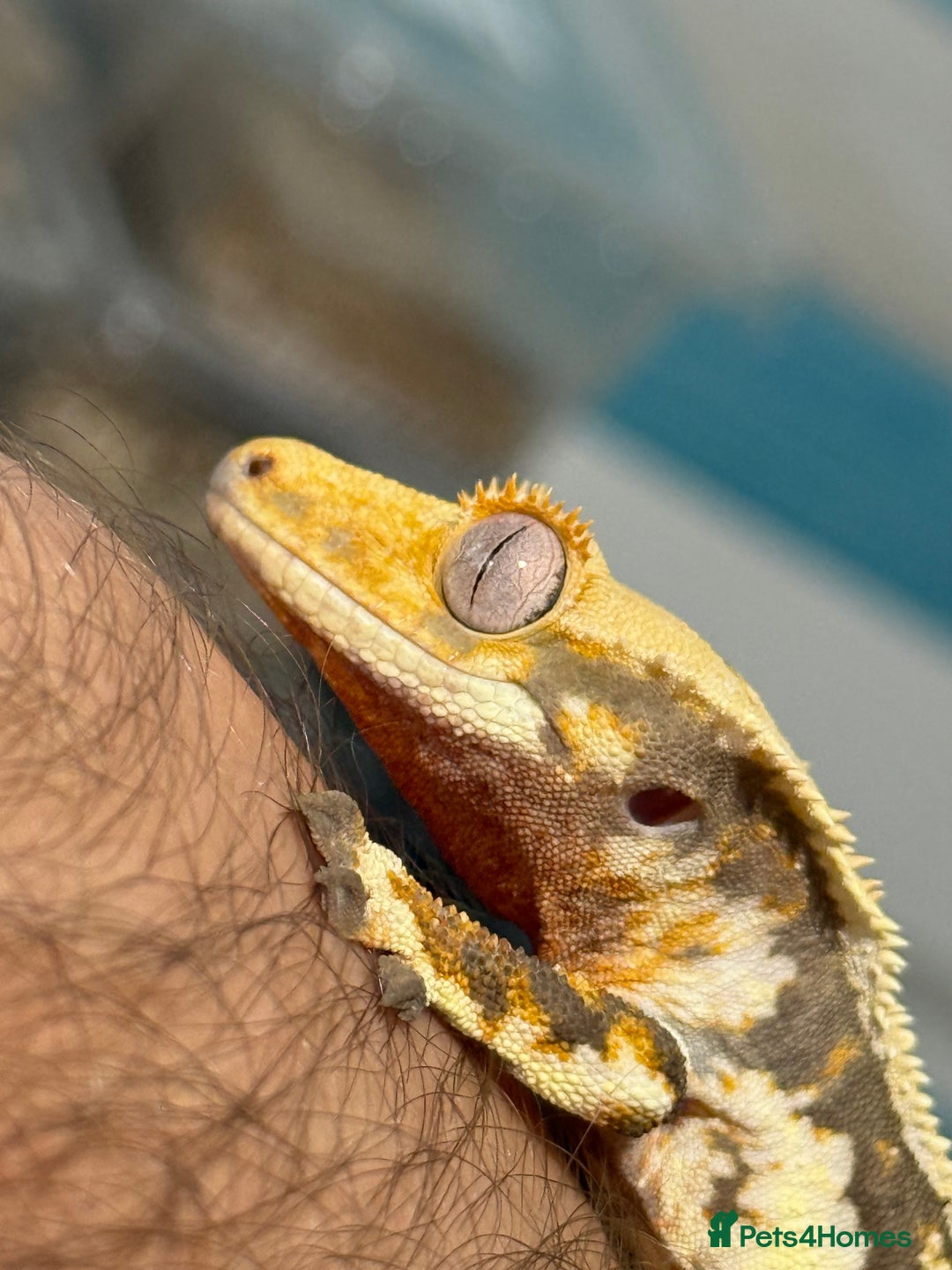 Gecko reptiles for sale: 🔥🔥 Stunning Male Lilywhite 🔥🔥 - Image 2