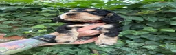 Cocker Spaniel dogs for sale: Show Cocker Spaniel Puppies in Bedford - Advert 6