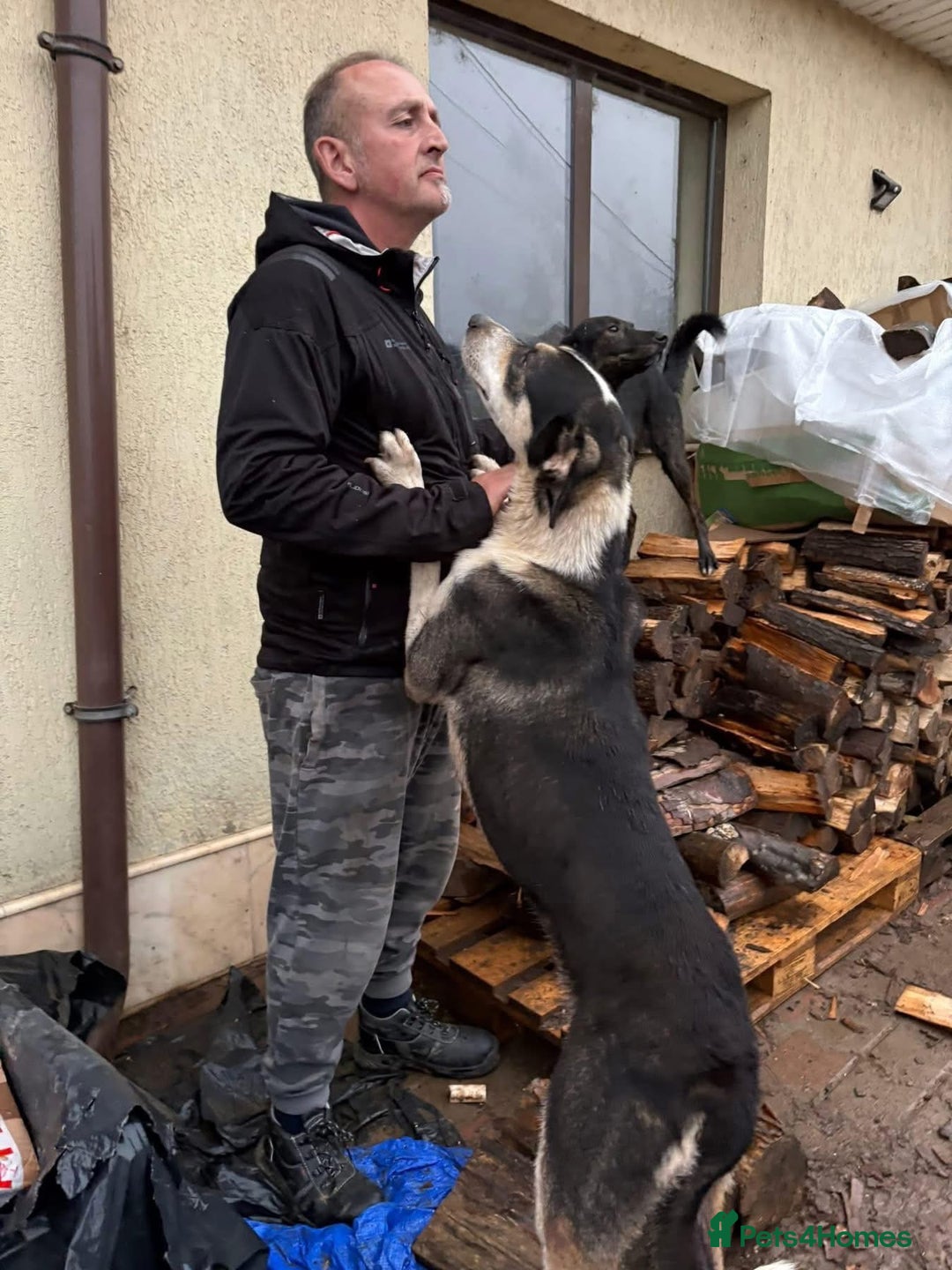 Mixed Breed dogs for adoption: Lucky - Norwich Norfolk  - Advert 6