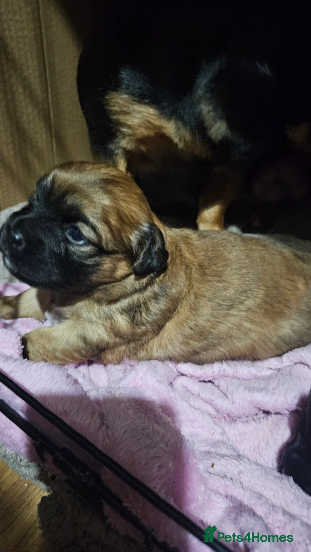 Mixed Breed dogs for sale: X2 beautiful girls - Advert 2