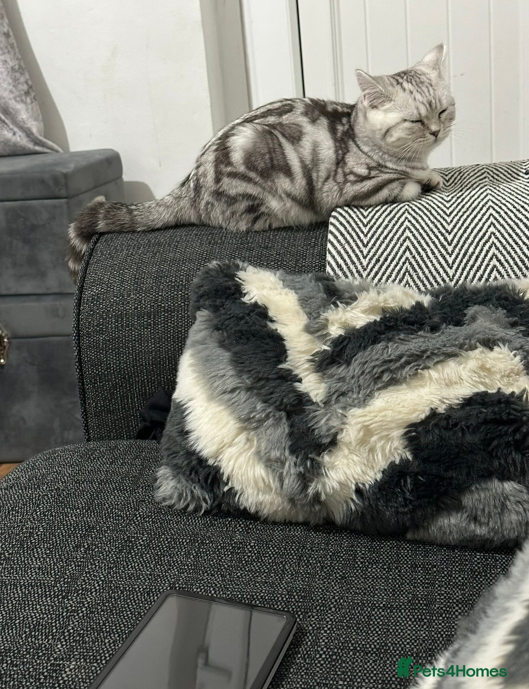 British Shorthair cats for sale: British short hair female xl - Image 5