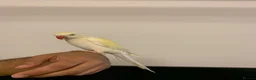 Ringnecks birds for sale: Gold tame ring neck  - Advert 1