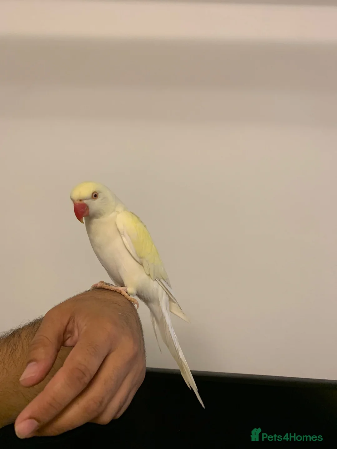 Ringnecks birds for sale: Gold tame ring neck  - Advert 1
