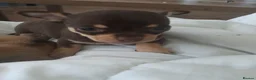 Chihuahua dogs for sale: Chihuahua  - Advert 5