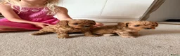 Cavapoo dogs for sale: 🐶 FAMILY CAVAPOO PUPPIES 🐶 - Advert 11