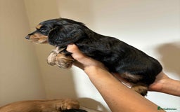 Cocker Spaniel dogs for sale: Pure show type dna health tested KC reg parents  - Image 15