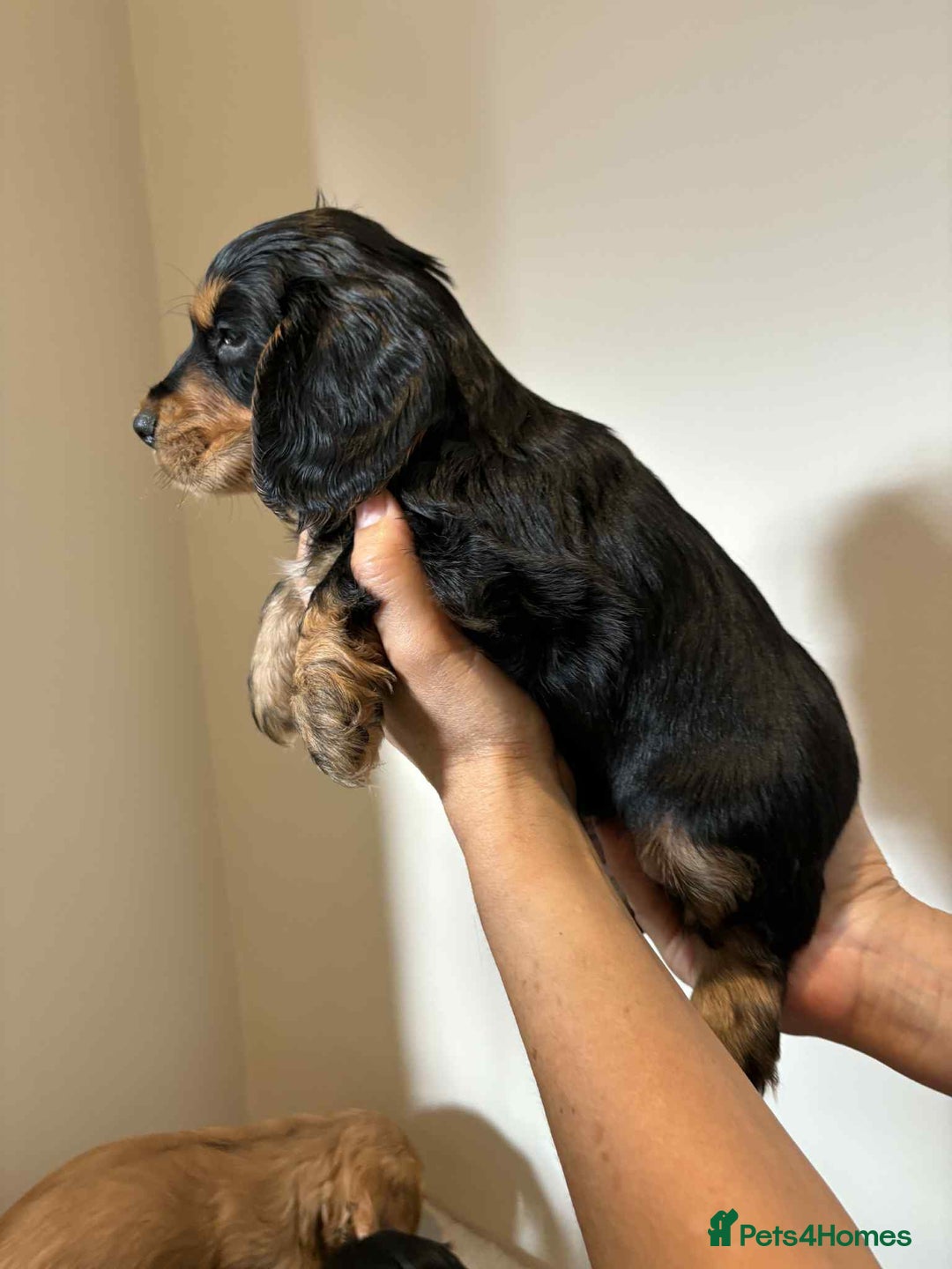 Cocker Spaniel dogs for sale: Pure show type dna health tested KC reg parents  - Image 15