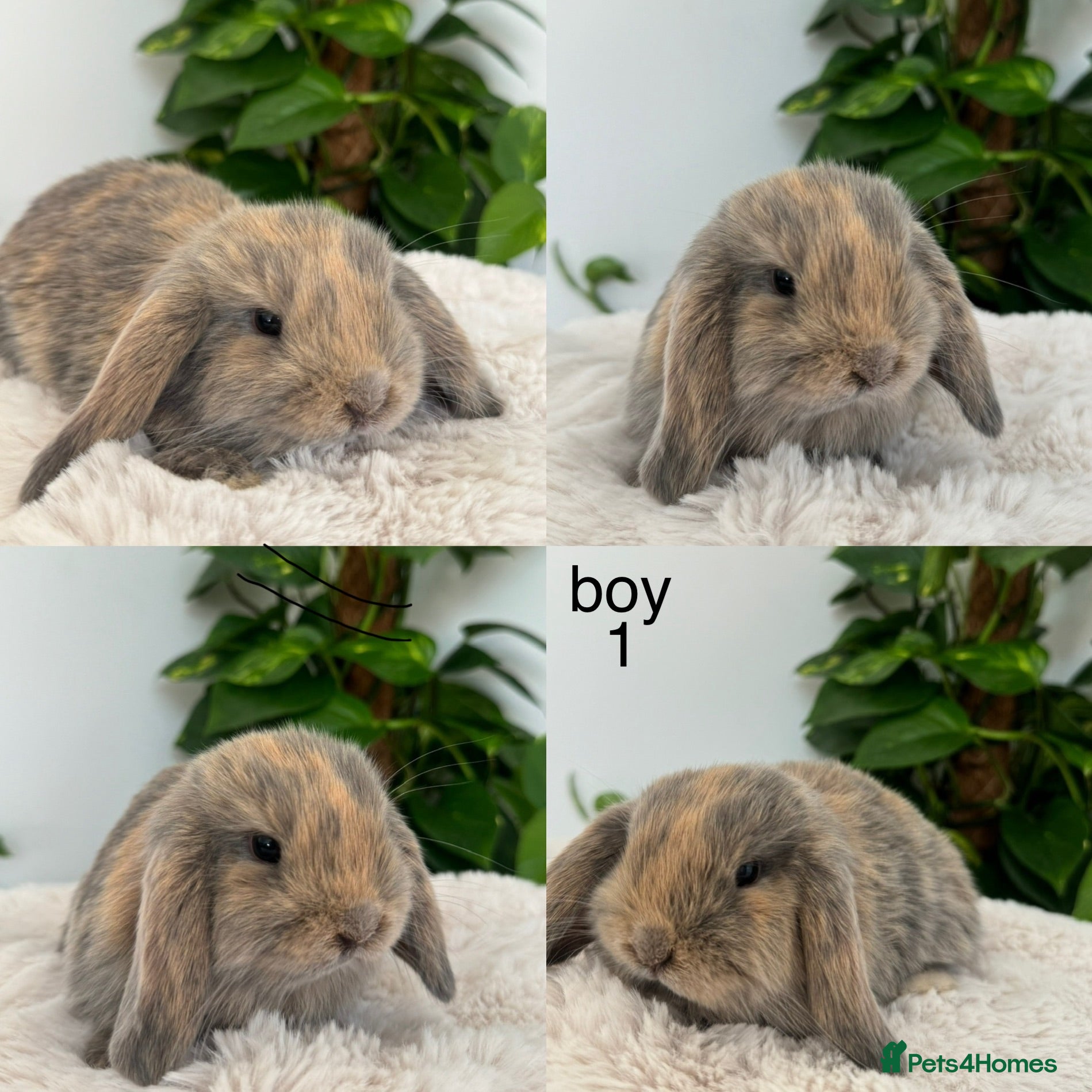 Mini Lop rabbits pure Mini lop babies  - Advert 2