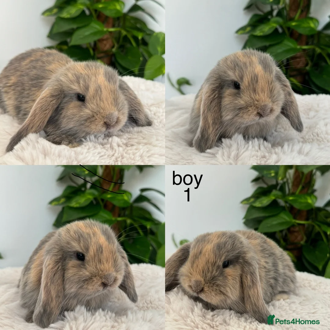 Mini Lop rabbits for sale: pure Mini lop babies  - Advert 1