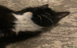 Mixed Breed cats for sale: 5 Mixed Breed Kittens for sale - Image 11