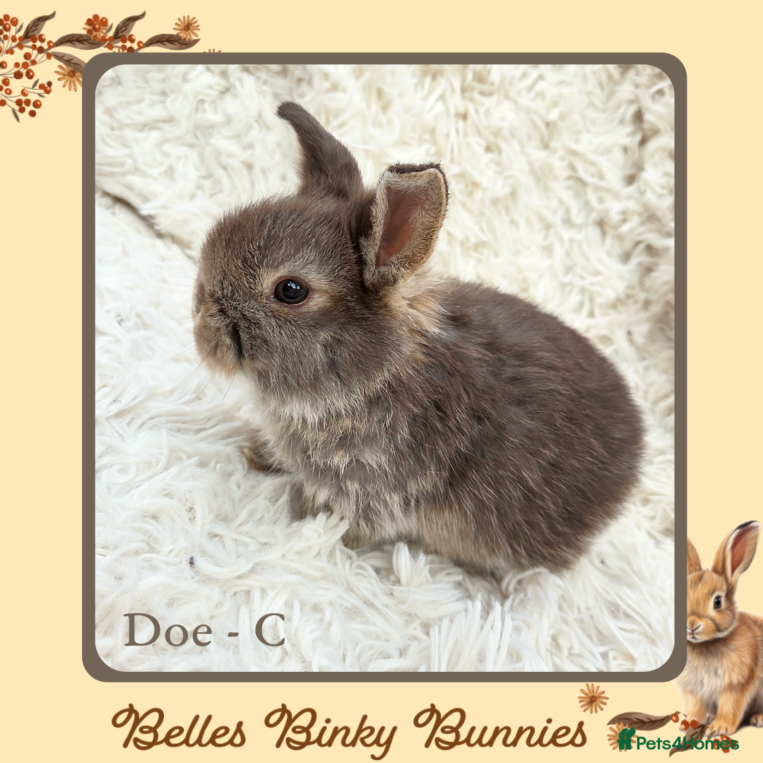 Mini Lop rabbits for sale: 🧡 SOLD 🧡 Baby Mini Lop 🧡 - Advert 8