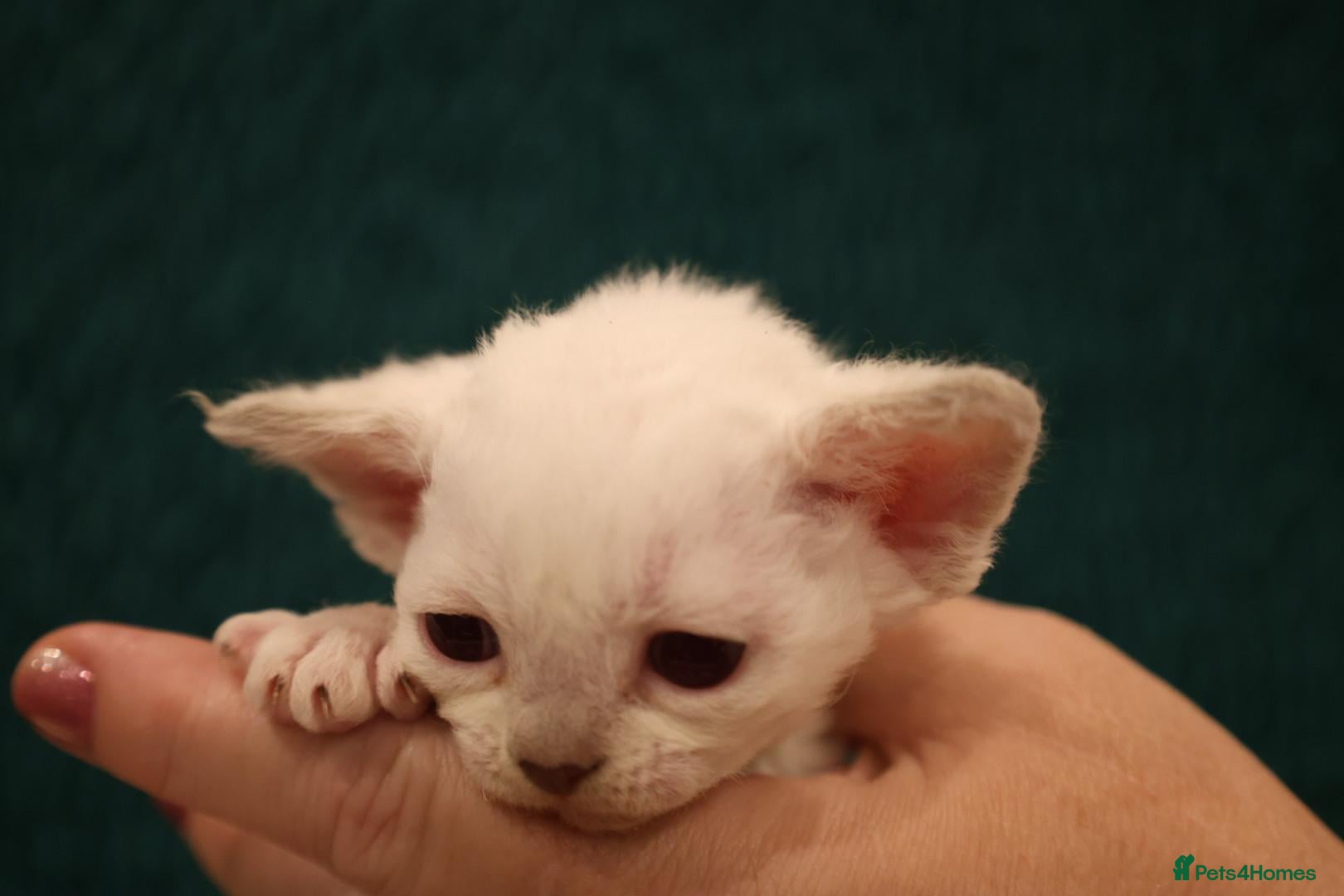 Devon Rex cats for sale: FIFE registered/spayed- last 2 girls - Advert 1