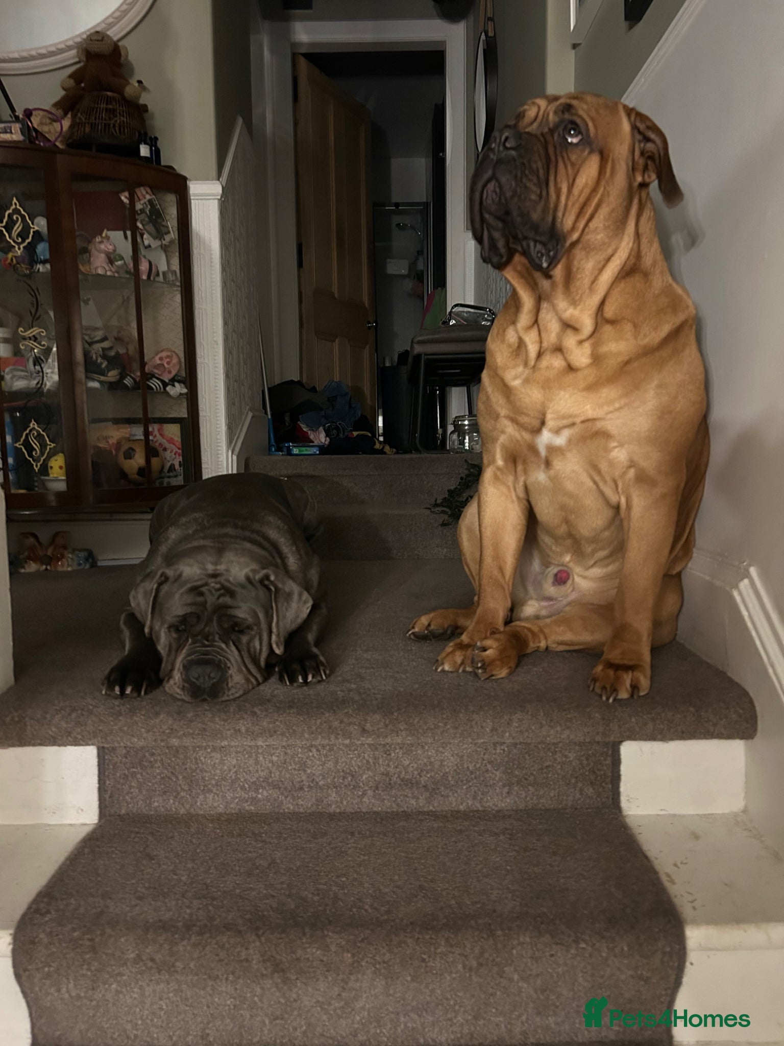 Mixed Breed dogs Ultimate Mastiff “Budley” - Advert 2