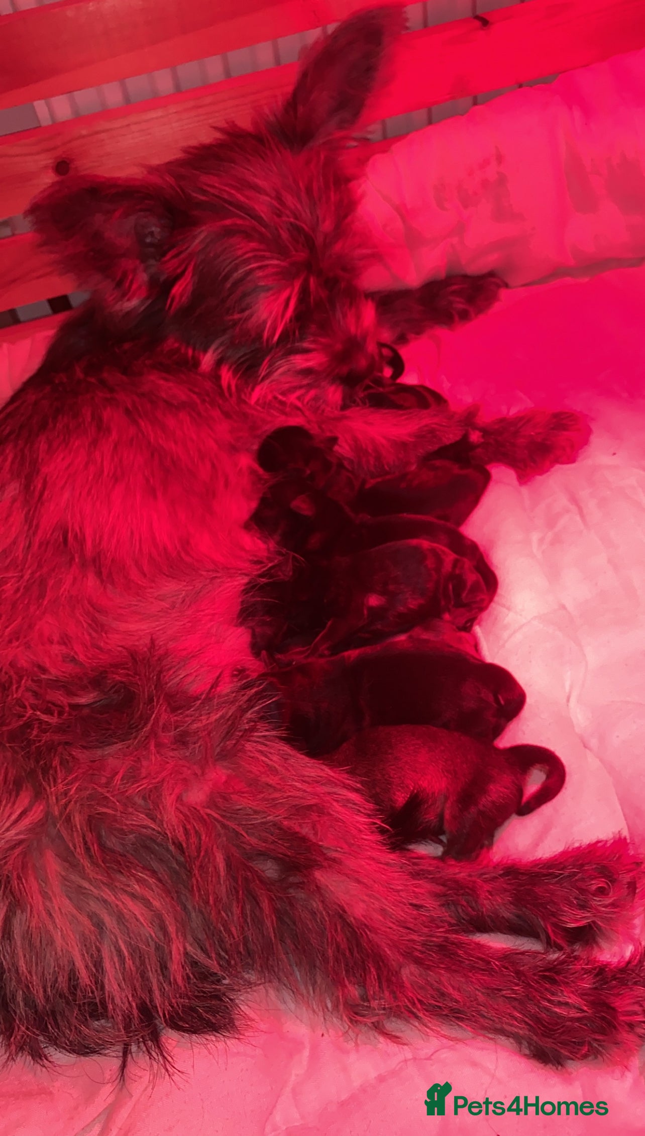 Mixed Breed dogs Chorkie - Maltese Mix for Sale - Advert 3