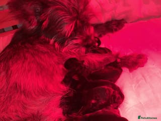 Mixed Breed dogs Chorkie - Maltese Mix for Sale - Advert 3